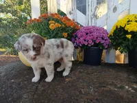 Tate, a male Miniature Australian Shepherd for sale in Seneca, SC – 6 of 7