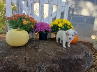 Mocha, a male Miniature Australian Shepherd for sale in Seneca, SC – 2 of 6