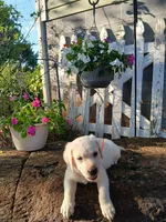Bear, a male Labrador Retriever for sale in Seneca, SC – 5 of 8