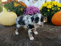 Oreo , a male Miniature Australian Shepherd for sale in Seneca, SC – 5 of 6