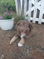 Mocha , a male Miniature Australian Shepherd for sale in Seneca, SC – 2 of 8
