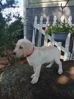 Jake , a male Labrador Retriever for sale in Seneca, SC – 3 of 9