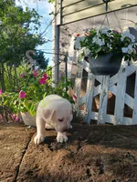 Ruger , a male Labrador Retriever for sale in Seneca, SC – 2 of 7