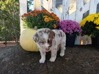 Tate, a male Miniature Australian Shepherd for sale in Seneca, SC – 3 of 7