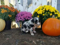 Oreo , a male Miniature Australian Shepherd for sale in Seneca, SC – 2 of 6