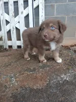 Mocha , a male Miniature Australian Shepherd for sale in Seneca, SC – 4 of 8