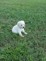Max, a male Labrador Retriever for sale in Seneca, SC – 7 of 8