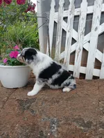 Luna , a female Miniature Australian Shepherd for sale in Seneca, SC – 6 of 8