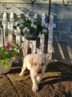 Jake , a male Labrador Retriever for sale in Seneca, SC – 2 of 7