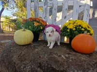 Snickers , a male Miniature Australian Shepherd for sale in Seneca, SC – 4 of 6