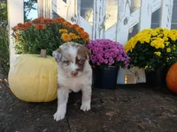 Tate, a male Miniature Australian Shepherd for sale in Seneca, SC – 7 of 7