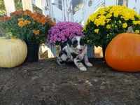 Oreo , a male Miniature Australian Shepherd for sale in Seneca, SC – 3 of 6