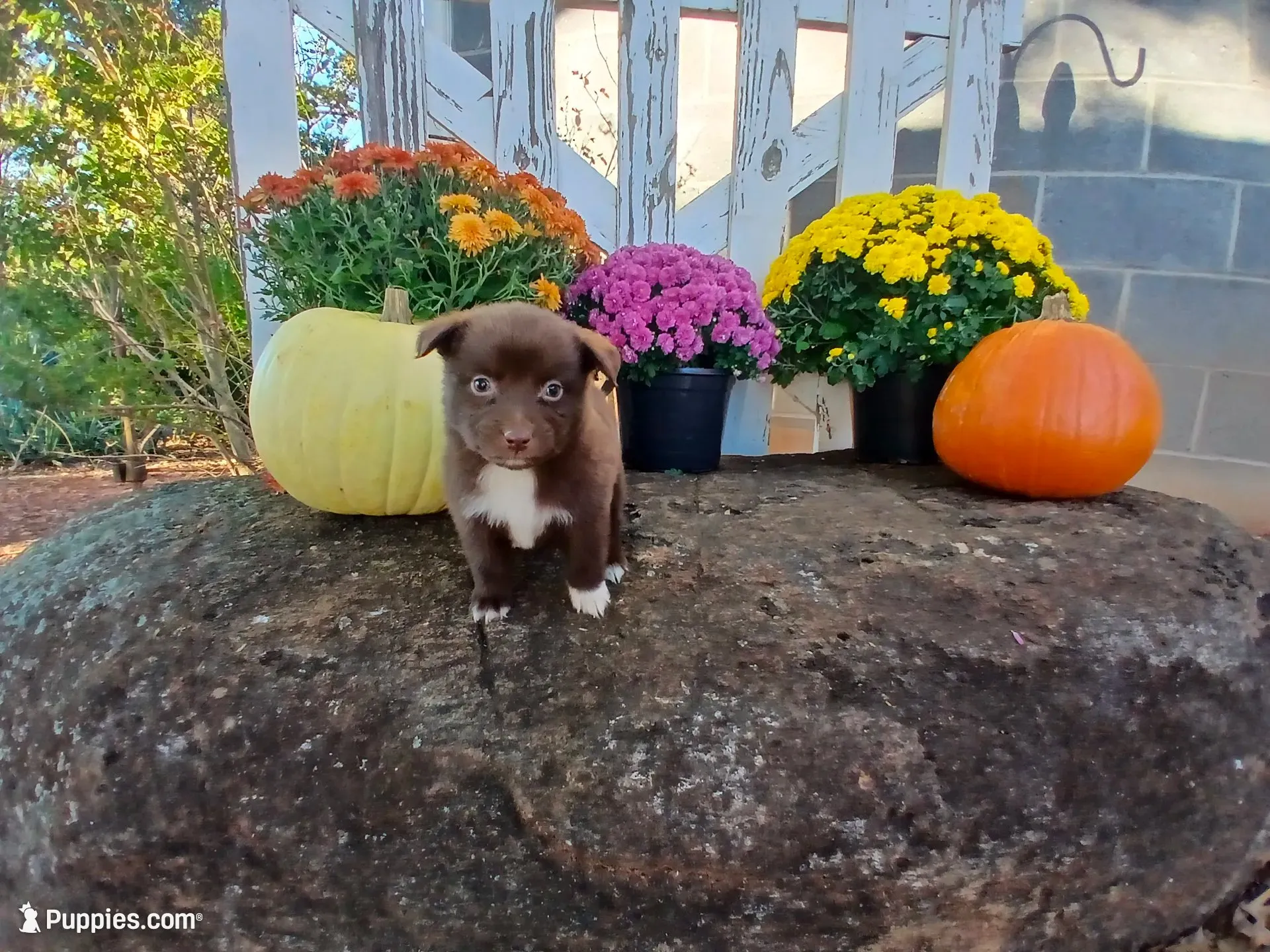 Sadie , a male Miniature Australian Shepherd for sale in Seneca, SC – 1 of 6