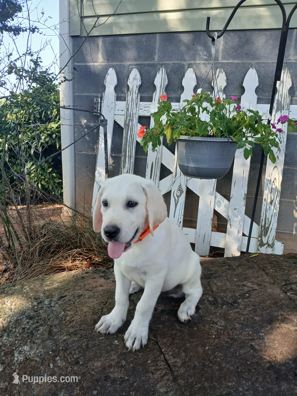 Bear – Labrador Retriever puppy for sale in Seneca, SC