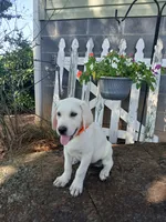 Bear, a male Labrador Retriever for sale in Seneca, SC – 1 of 9
