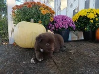 Bear, a male Miniature Australian Shepherd for sale in Seneca, SC – 2 of 6