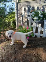 Bear, a male Labrador Retriever for sale in Seneca, SC – 6 of 8