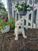 Max, a male Labrador Retriever for sale in Seneca, SC – 6 of 8
