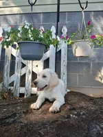 Ruger , a male Labrador Retriever for sale in Seneca, SC – 5 of 8