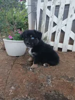 Riley , a female Miniature Australian Shepherd for sale in Seneca, SC – 5 of 9