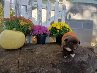 Sadie , a male Miniature Australian Shepherd for sale in Seneca, SC – 3 of 6