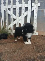 Milo, a male Miniature Australian Shepherd for sale in Seneca, SC – 2 of 9
