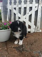Milo, a male Miniature Australian Shepherd for sale in Seneca, SC – 5 of 9