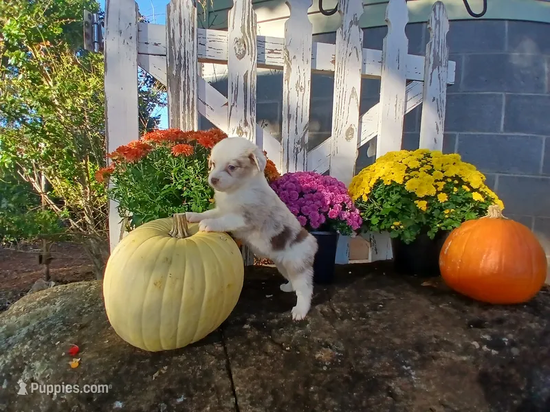 Snickers  – Miniature Australian Shepherd puppy for sale in Seneca, SC