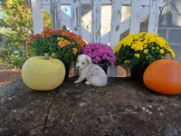 Mocha, a male Miniature Australian Shepherd for sale in Seneca, SC – 6 of 6