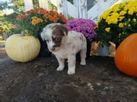 Tate, a male Miniature Australian Shepherd for sale in Seneca, SC – 4 of 7