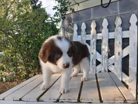 Millie, a female Miniature Australian Shepherd for sale in Seneca, SC – Photo 4 of 7