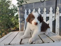 Millie, a female Miniature Australian Shepherd for sale in Seneca, SC – Photo 2 of 7