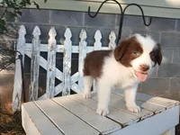 Millie, a female Miniature Australian Shepherd for sale in Seneca, SC – Photo 5 of 7