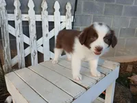 Millie, a female Miniature Australian Shepherd for sale in Seneca, SC – Photo 3 of 7