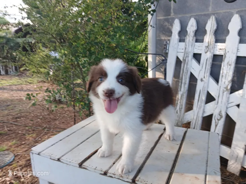 Millie – Miniature Australian Shepherd puppy for sale in Seneca, SC