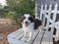 Millie, a female Miniature Australian Shepherd for sale in Seneca, SC – Photo 1 of 7