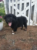 Teddy , a male Miniature Australian Shepherd for sale in Seneca, SC – 2 of 8
