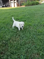 Ruger , a male Labrador Retriever for sale in Seneca, SC – 5 of 7
