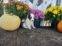Marble , a male Miniature Australian Shepherd for sale in Seneca, SC – 3 of 7