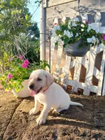 Jake , a male Labrador Retriever for sale in Seneca, SC – 3 of 7