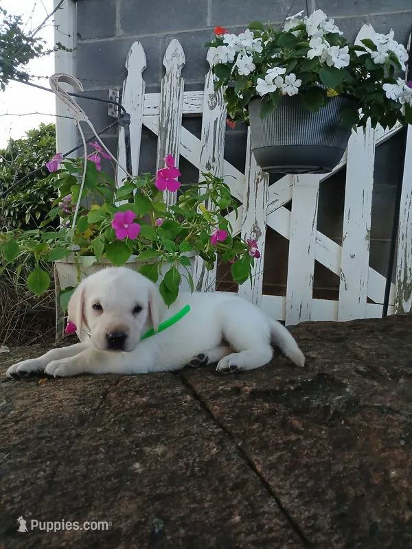 Emma  – Labrador Retriever puppy for sale in Seneca, SC
