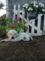 Emma , a female Labrador Retriever for sale in Seneca, SC – 1 of 7
