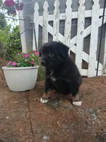 Teddy , a male Miniature Australian Shepherd for sale in Seneca, SC – 5 of 8