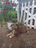 Mocha , a male Miniature Australian Shepherd for sale in Seneca, SC – 1 of 8