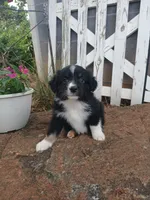 Milo, a male Miniature Australian Shepherd for sale in Seneca, SC – 1 of 9