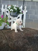Max, a male Labrador Retriever for sale in Seneca, SC – 5 of 8