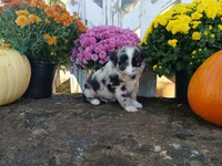 Oreo , a male Miniature Australian Shepherd for sale in Seneca, SC – 4 of 6
