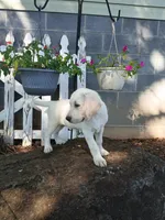 Ruger , a male Labrador Retriever for sale in Seneca, SC – 4 of 8
