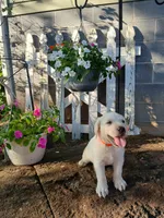 Bear, a male Labrador Retriever for sale in Seneca, SC – 2 of 8