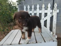 Charlie , a male Miniature Australian Shepherd for sale in Seneca, SC – Photo 4 of 7